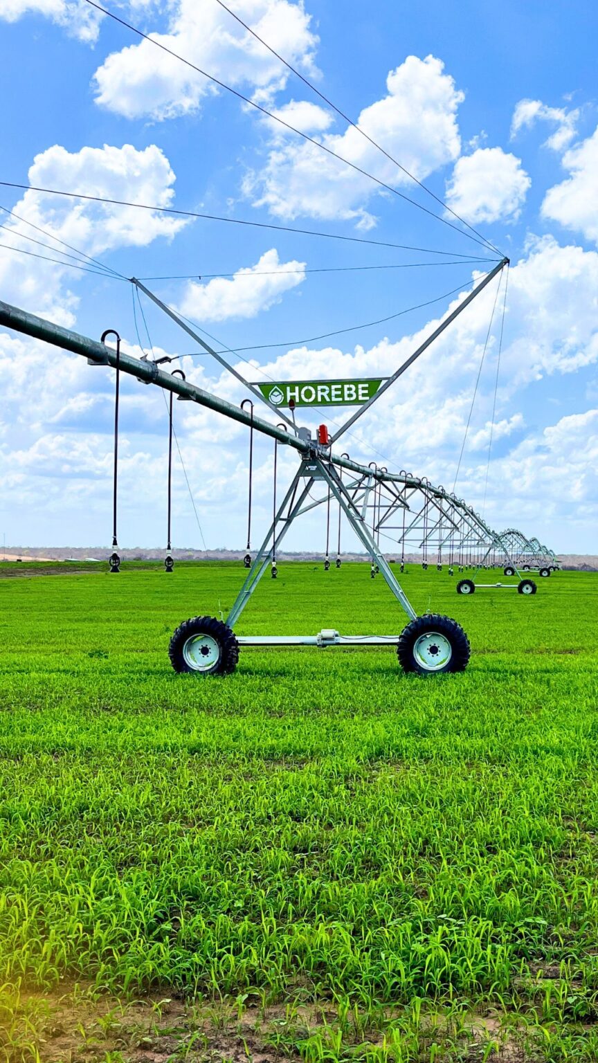 caracteristicas pivo